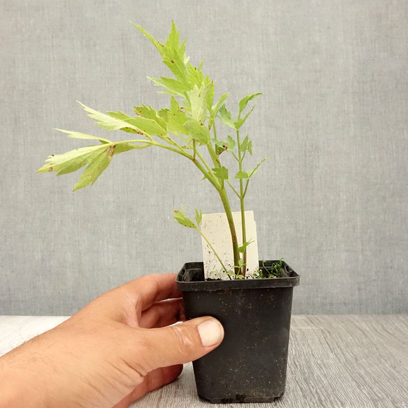 Exemplar von Liebstöckel - Levisticum officinale Kleine Töpfe von 8/9 cm wie im Sommer geliefert
