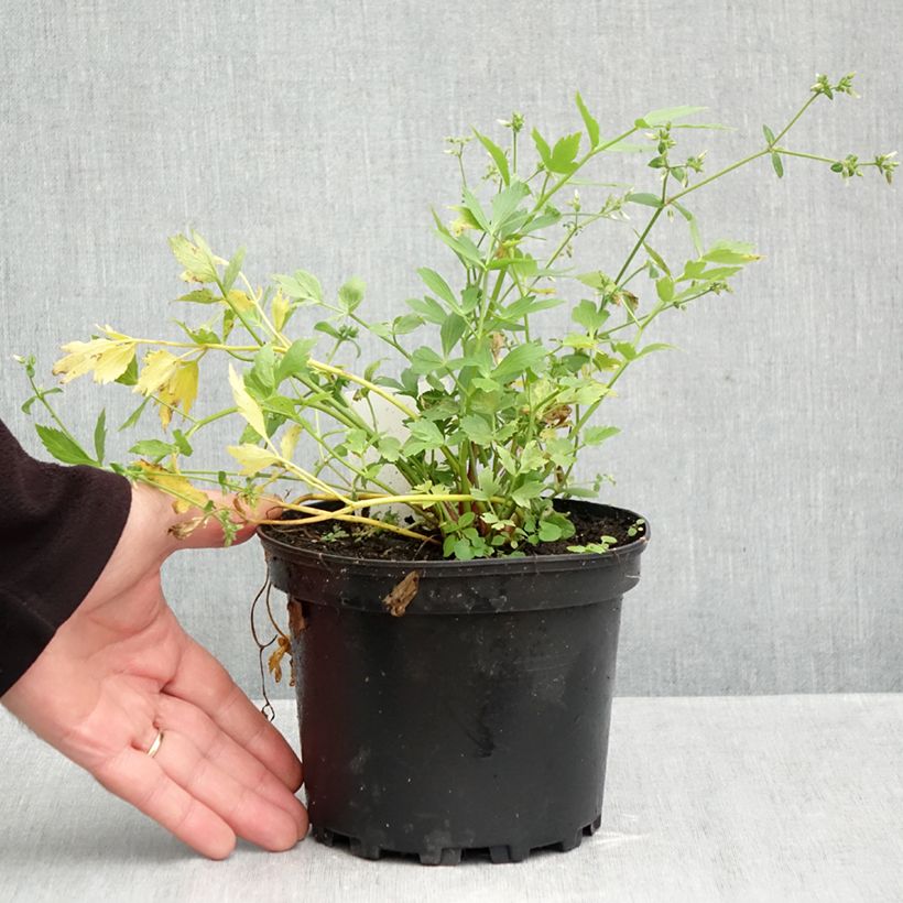 Exemplar von Ache des montagnes ou Livèche Pot de 2L/3L wie im Herbst geliefert