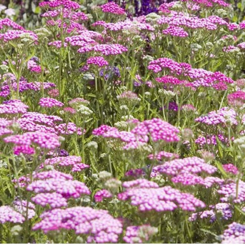 Achillea millefolium Lilac Beauty - Gemeine Schafgarbe (Plant habit)