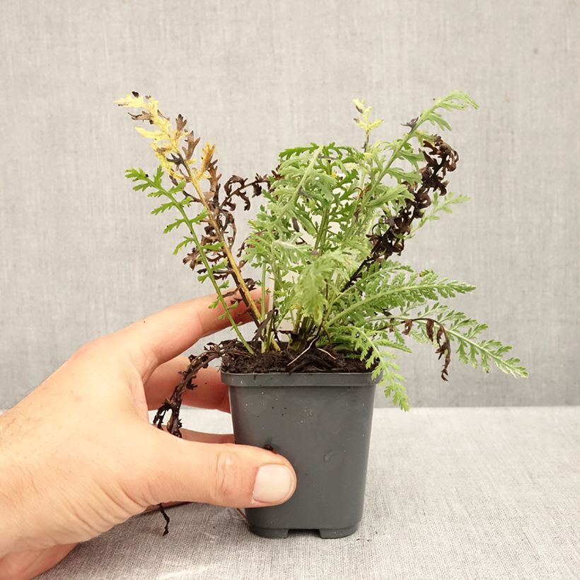 Exemplar von Achillea clypeolata - Goldquirl-Garbe Kleine Töpfe von 8/9 cm wie im Herbst geliefert