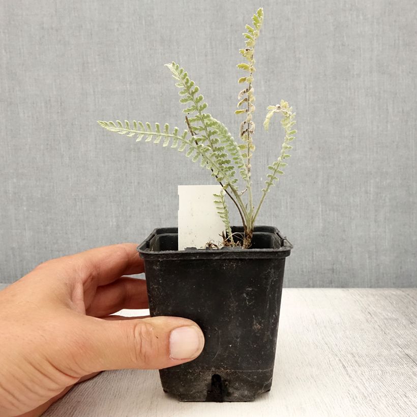 Example of Achillea clypeolata - Goldquirl-Garbe Kleine Töpfe von 8/9 cm as you get in ete