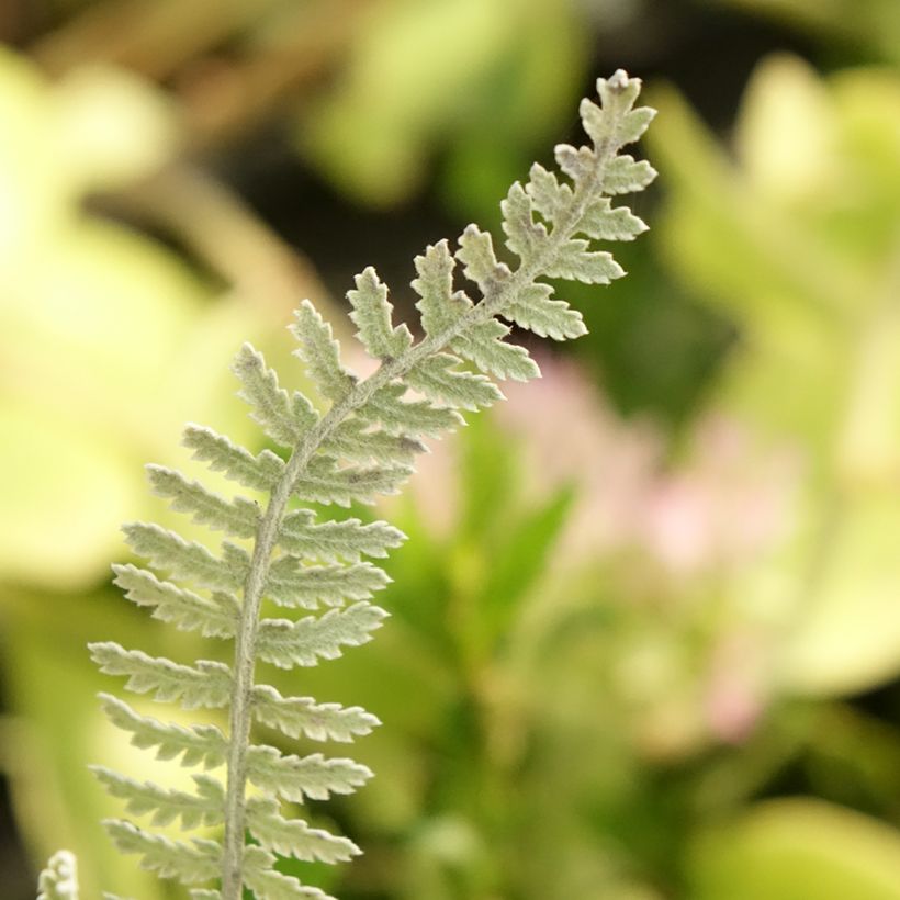 Achillea clypeolata - Goldquirl-Garbe (Foliage)