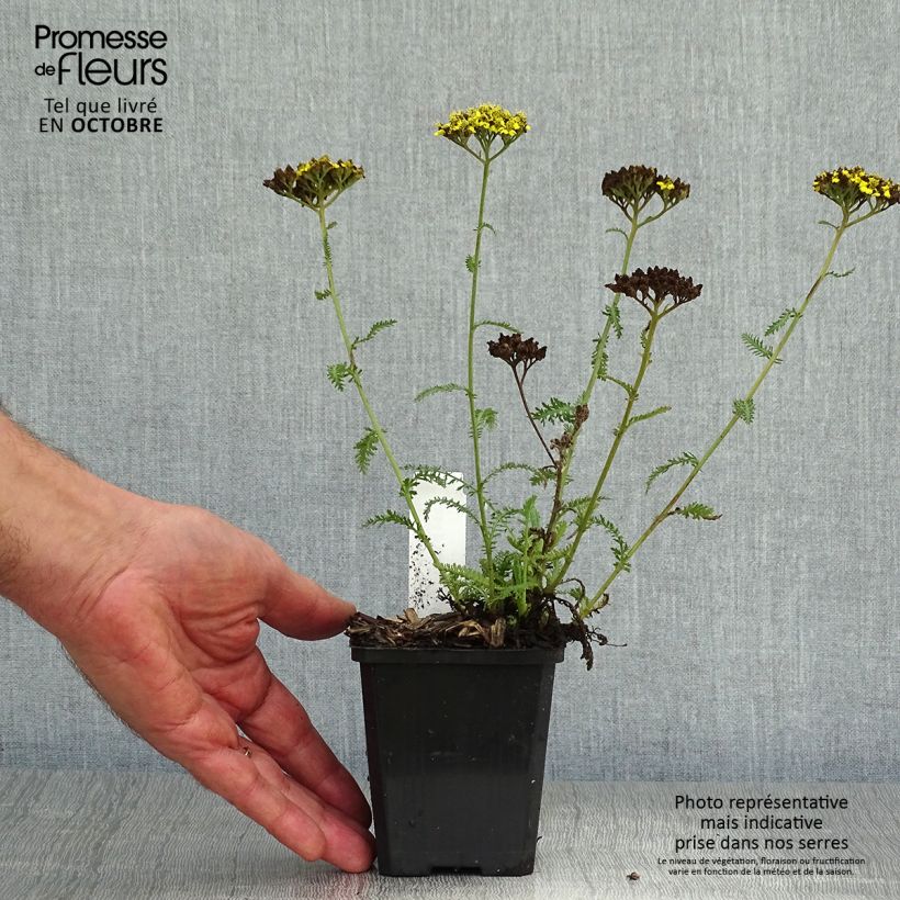 Example of Achillea Little Moonshine - Filzige Schafgarbe Kleine Töpfe von 8/9 cm as you get in automne
