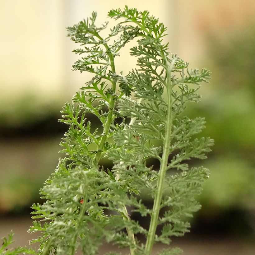 Achillea Little Moonshine - Filzige Schafgarbe (Foliage)