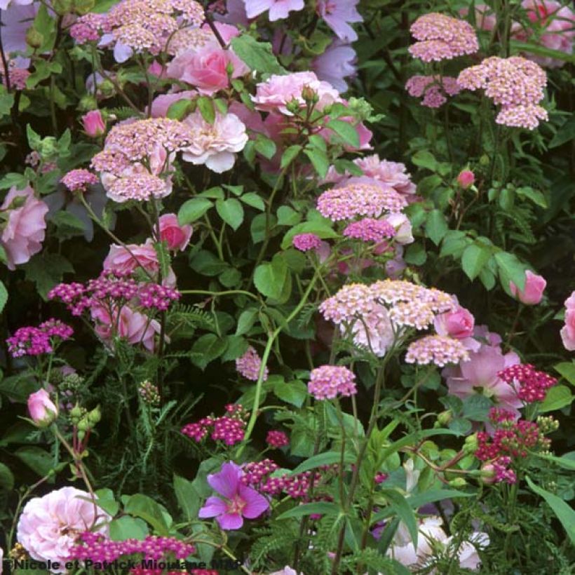 Achillea millefolium Apfelblute - Gemeine Schafgarbe (Plant habit)