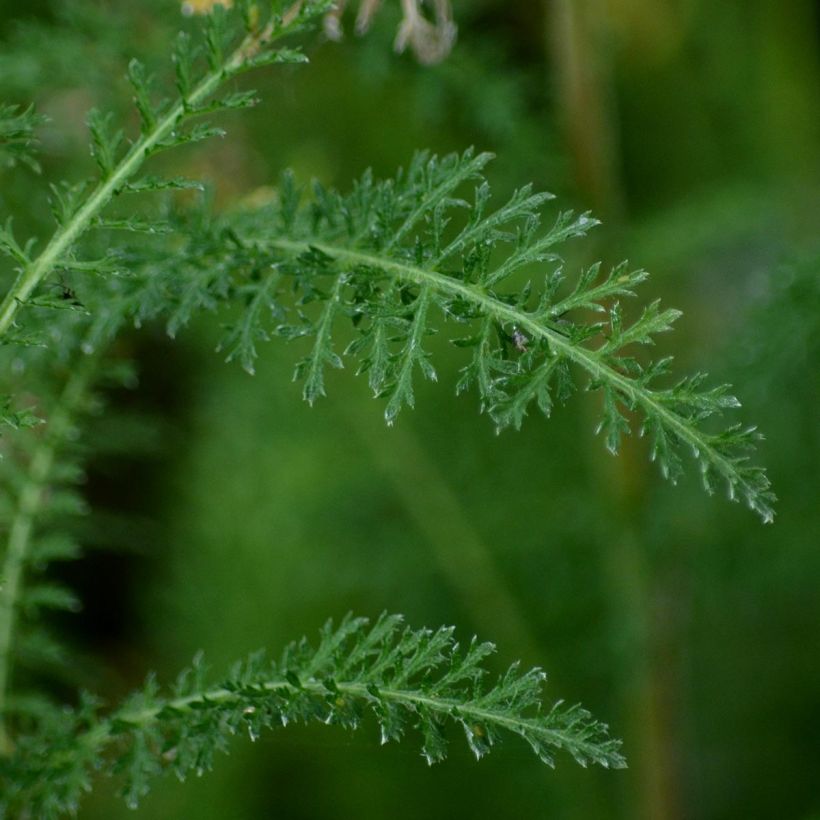 Achillea millefolium Wonderful Wampee - Gemeine Schafgarbe (Foliage)