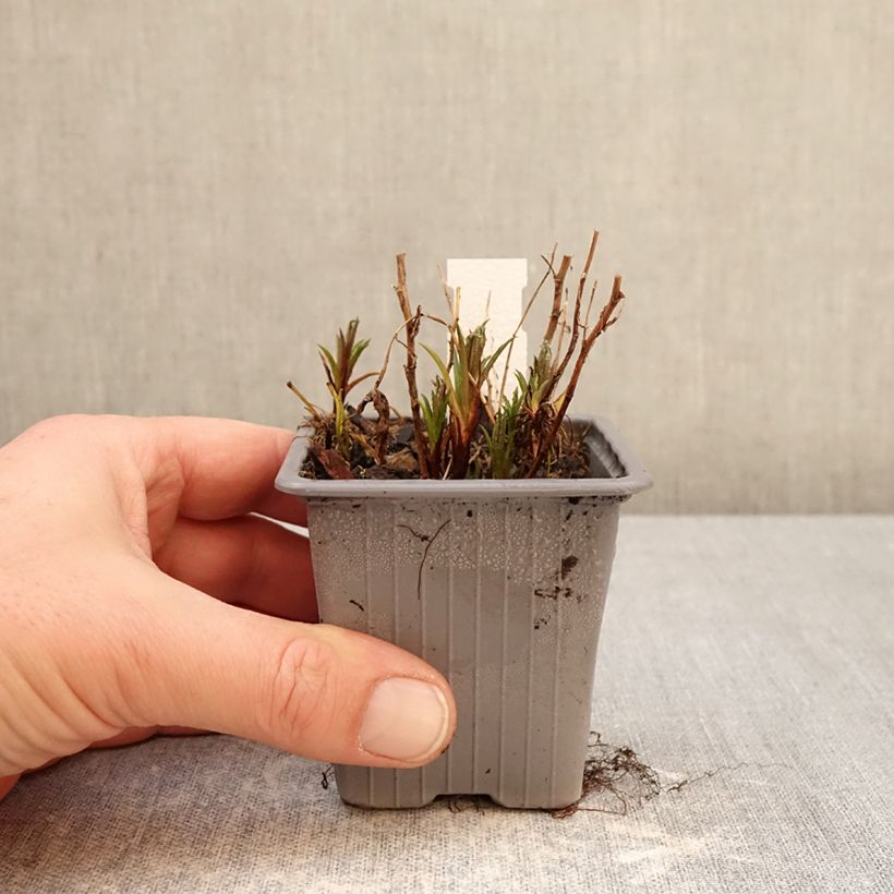 Exemplar von Achillea ptarmica Boule de Neige - Sumpf-Schafgarbe Kleine Töpfe von 8/9 cm wie im Winter geliefert