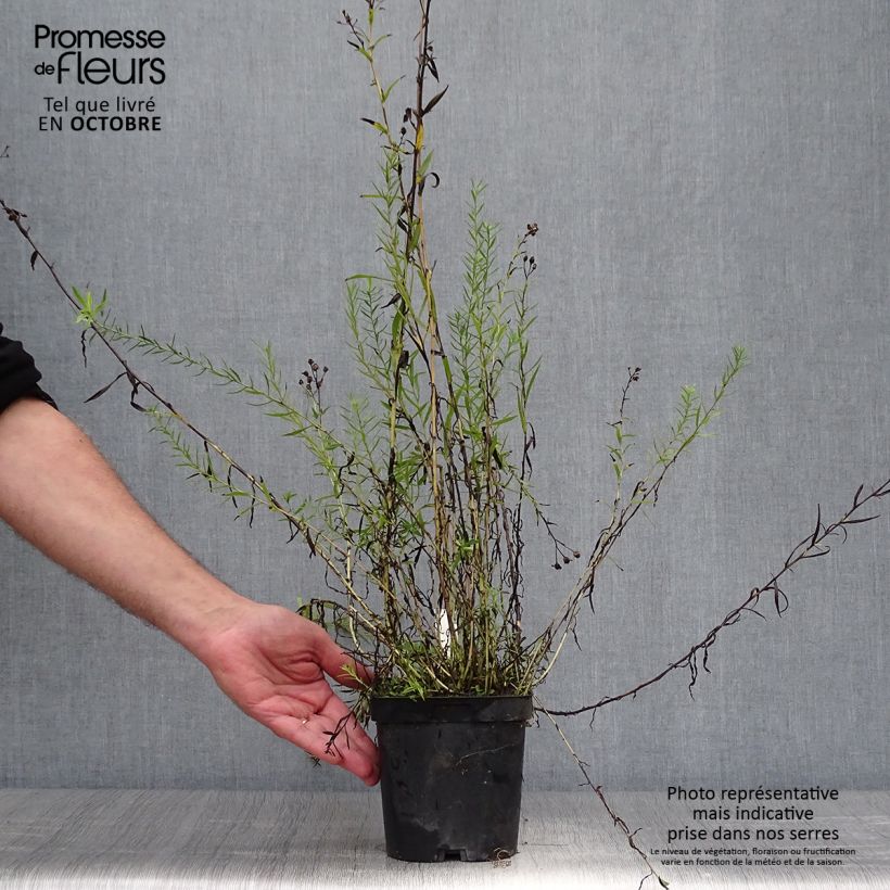 Example of Achillea ptarmica Boule de Neige - Sumpf-Schafgarbe Topf mit 2L/3L as you get in automne