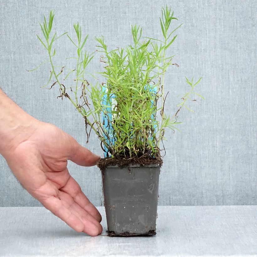 Example of Achillea ptarmica - Sumpf-Schafgarbe Kleine Töpfe von 8/9 cm as you get in ete