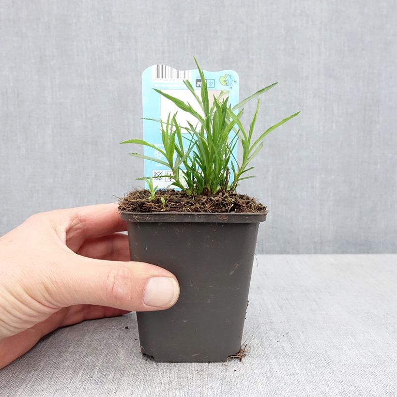 Exemplar von Achillea ptarmica - Sumpf-Schafgarbe Kleine Töpfe von 8/9 cm wie im Frühjahr geliefert