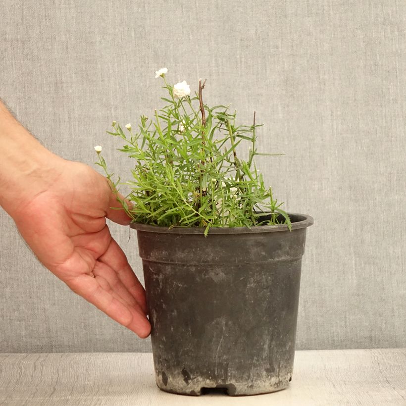 Example of Achillea ptarmica Diadem - Sumpf-Schafgarbe Topf mit 2L/3L as you get in ete