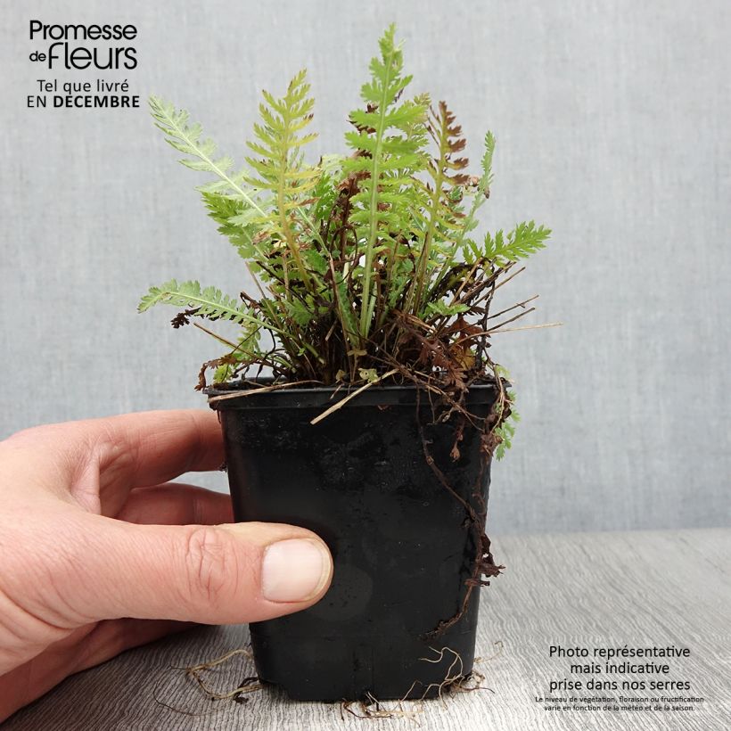 Example of Achillea filipendulina Parker's Variety - Hohe Gelbe Schafgarbe Kleine Töpfe von 8/9 cm as you get in automne