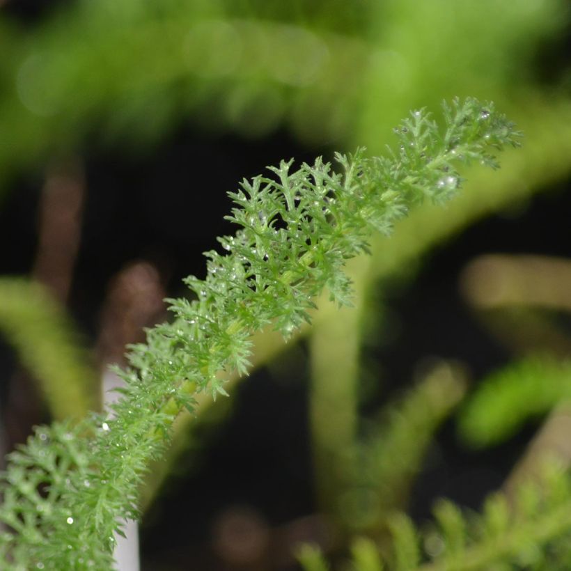 Achillea millefolium Apfelblute - Gemeine Schafgarbe (Foliage)