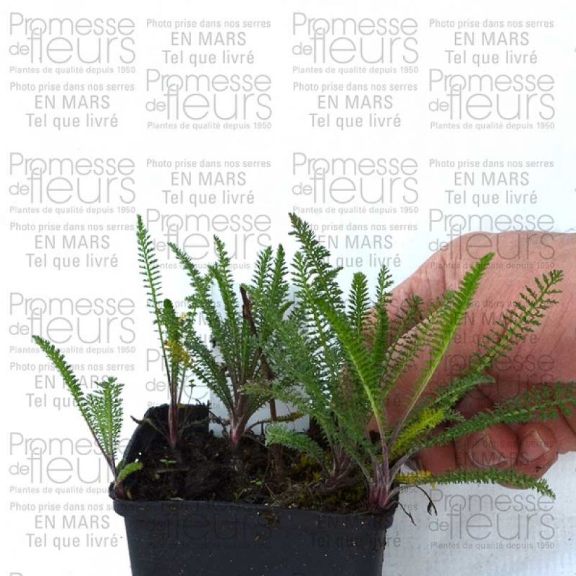 Example of Achillea millefolium Chamois - Gemeine Schafgarbe Kleine Töpfe von 8/9 cm as you get
