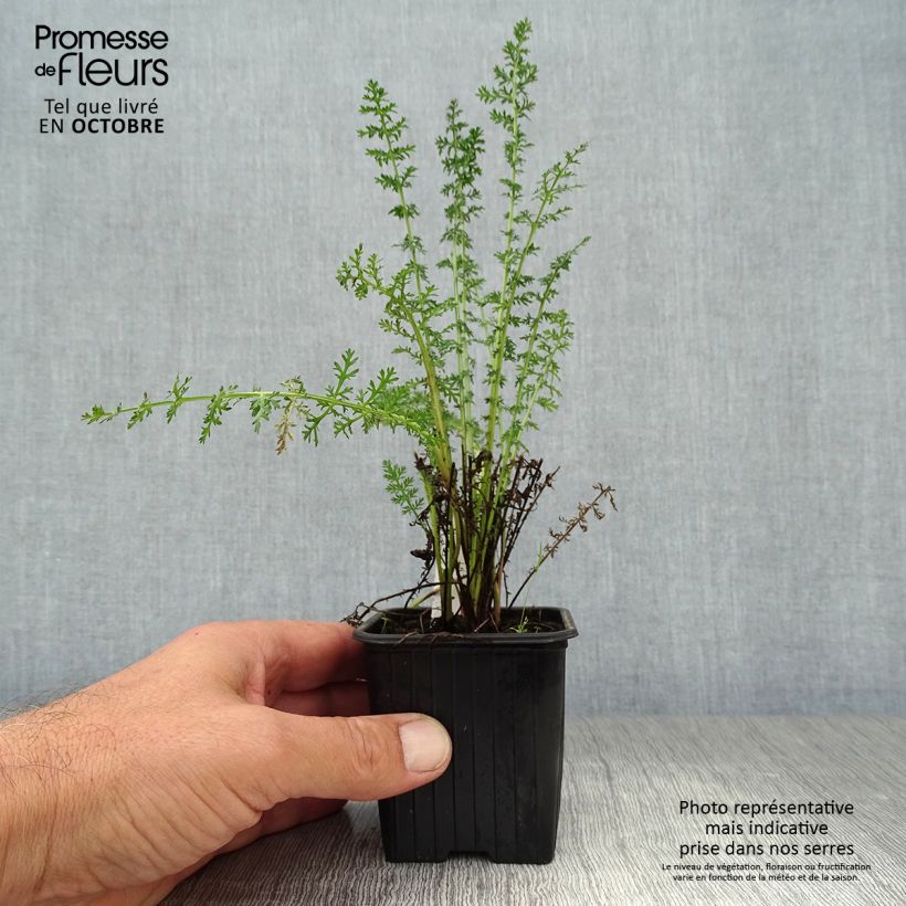 Example of Achillea Credo - Filzige Schafgarbe Kleine Töpfe von 8/9 cm as you get in automne