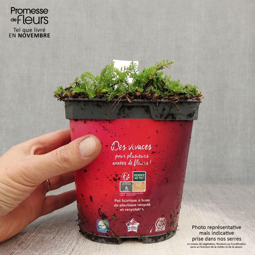 Example of Achillea millefolium Desert Eve Red - Gemeine Schafgarbe Topf mit 2L/3L as you get in automne