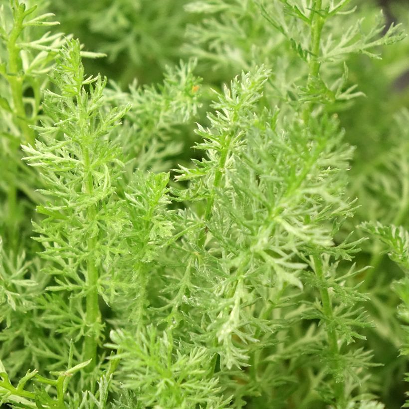 Achillea millefolium Desert Eve Terracotta - Gemeine Schafgarbe (Foliage)