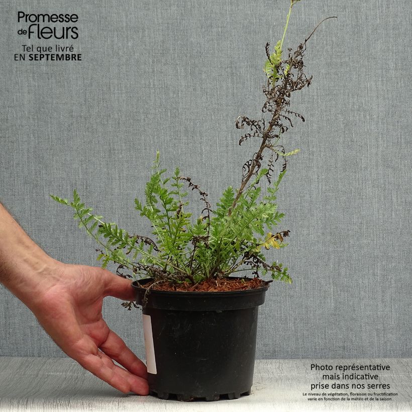 Example of Achillea fillipendulina Cloth of Gold - Hohe Gelbe Schafgarbe Topf mit 2L/3L as you get in automne