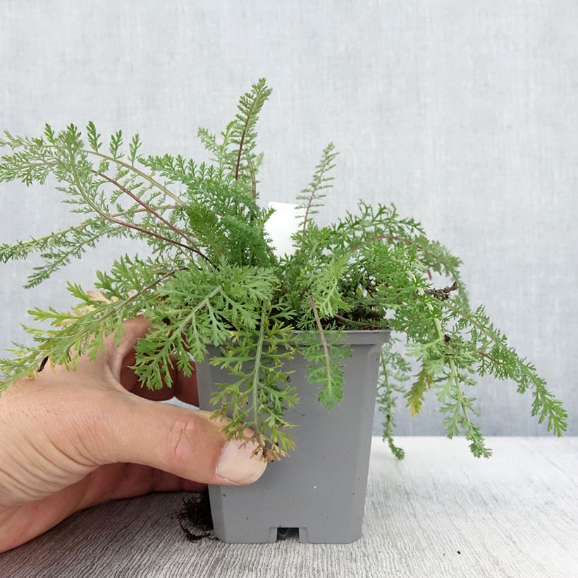 Example of Achillea millefolium Cassis - Gemeine Schafgarbe Kleine Töpfe von 8/9 cm as you get in automne