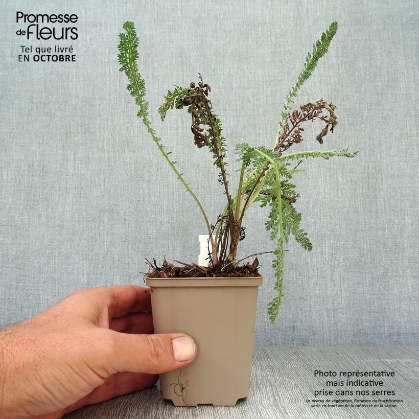 Example of Achillea millefolium Hymne - Gemeine Schafgarbe Kleine Töpfe von 8/9 cm as you get in automne