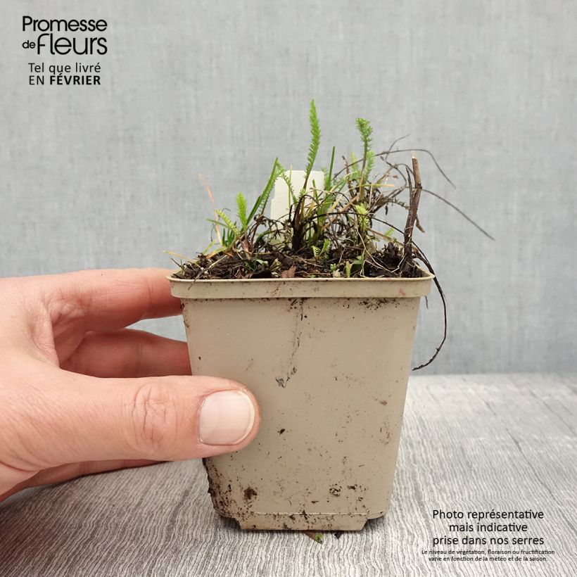 Exemplar von Achillea millefolium Red Beauty - Gemeine Schafgarbe Kleine Töpfe von 8/9 cm wie im Winter geliefert