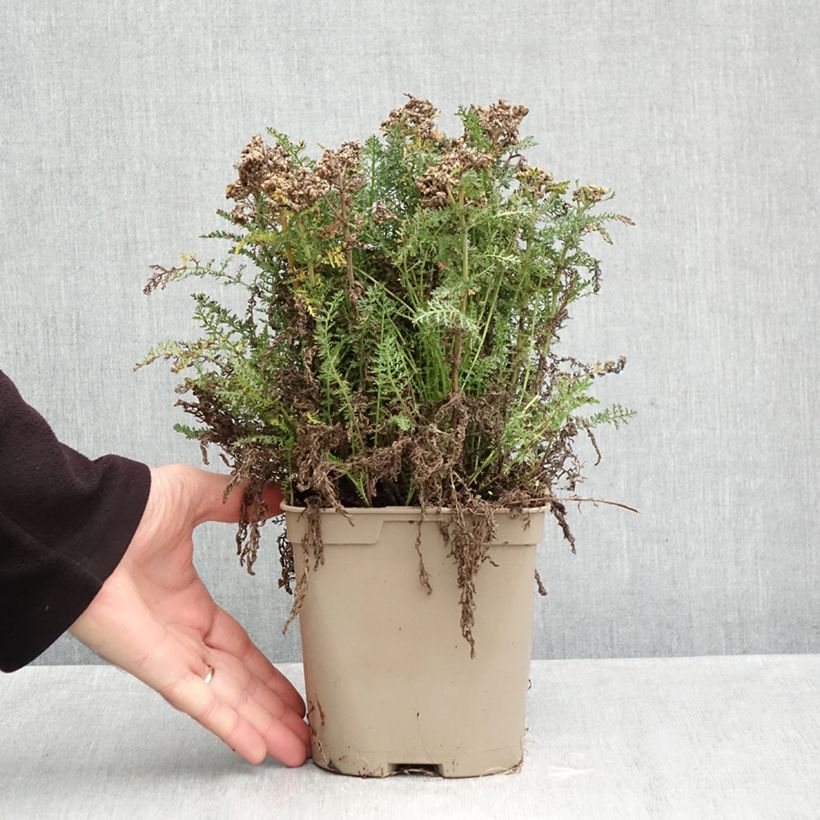 Exemplar von Achillea millefolium Saucy Seduction - Gemeine Schafgarbe Topf mit 2L/3L wie im Herbst geliefert