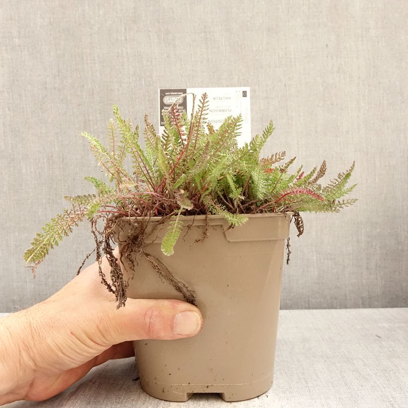 Exemplar von Achillea millefolium Saucy Seduction - Gemeine Schafgarbe Topf mit 2L/3L wie im Frühjahr geliefert