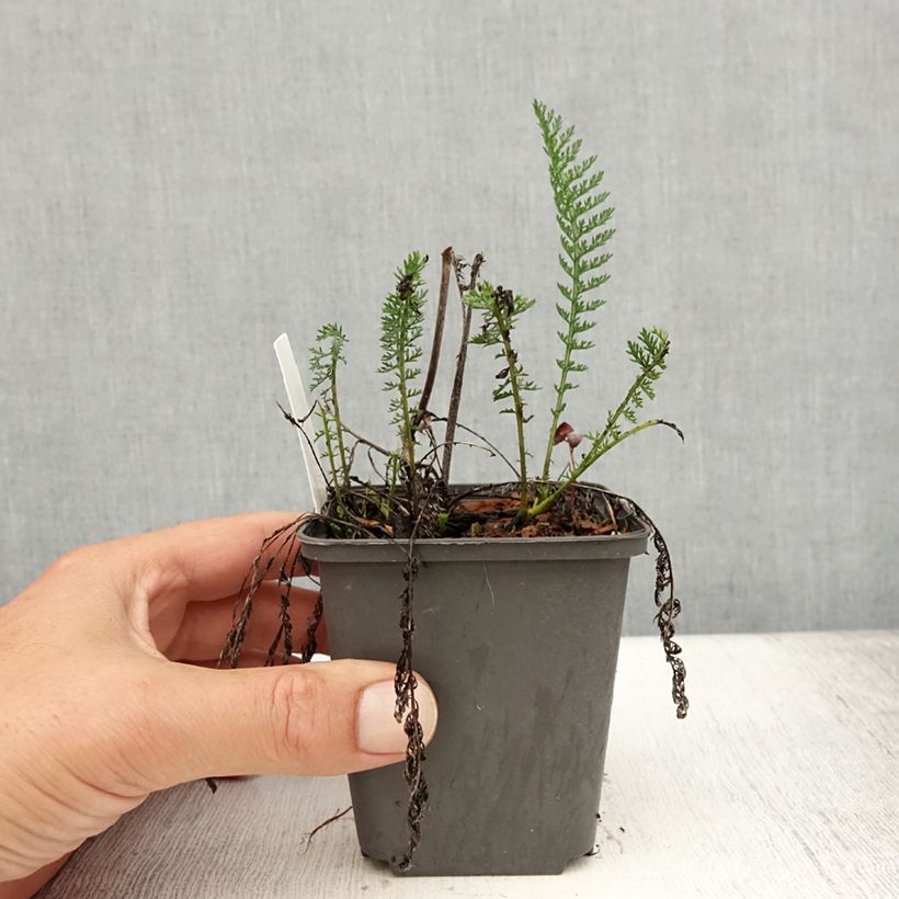 Example of Achillea millefolium Wesersandstein - Gemeine Schafgarbe Kleine Töpfe von 8/9 cm as you get in ete