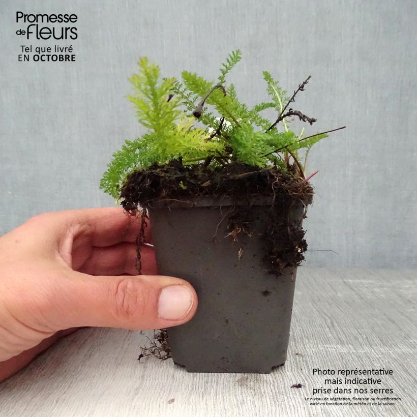 Example of Achillea millefolium White Beauty - Gemeine Schafgarbe Kleine Töpfe von 8/9 cm as you get in automne