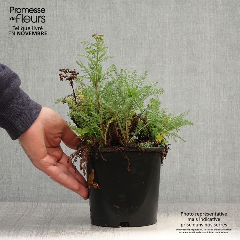 Example of Achillea millefolium Tutti Frutti Apricot Delight - Gemeine Schafgarbe Topf mit 2L/3L as you get in automne