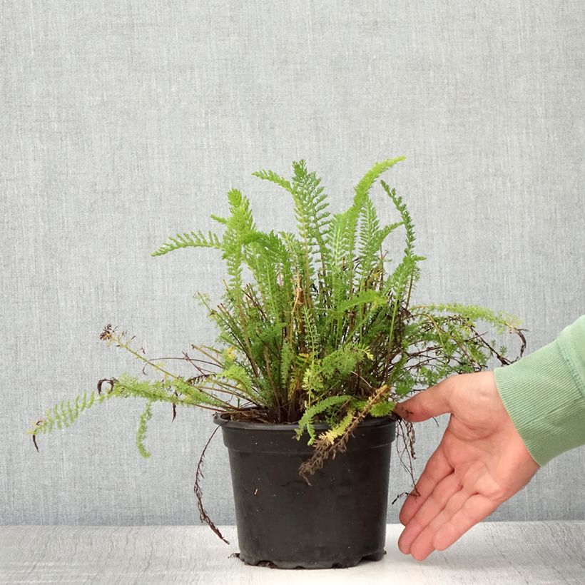 Example of Achillea millefolium Cerise Queen - Gemeine Schafgarbe Topf mit 2L/3L as you get in ete
