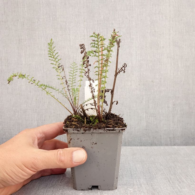 Exemplar von Achillea millefolium Excel - Gemeine Schafgarbe Kleine Töpfe von 8/9 cm wie im Herbst geliefert