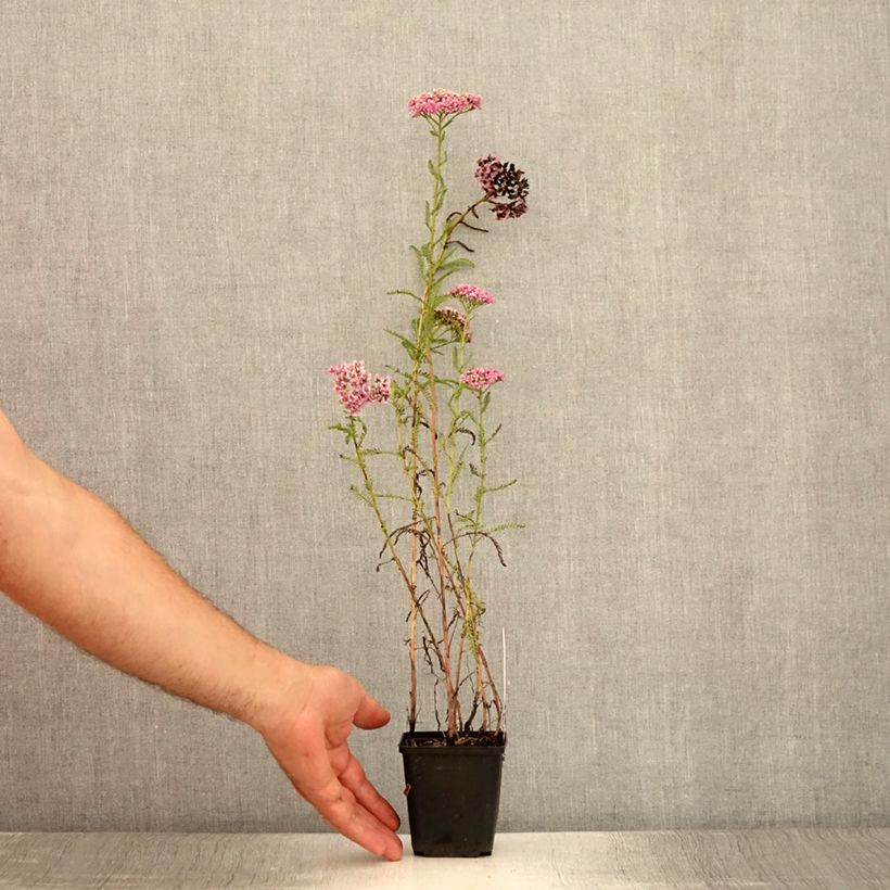 Example of Achillea millefolium Excel - Gemeine Schafgarbe Kleine Töpfe von 8/9 cm as you get in ete