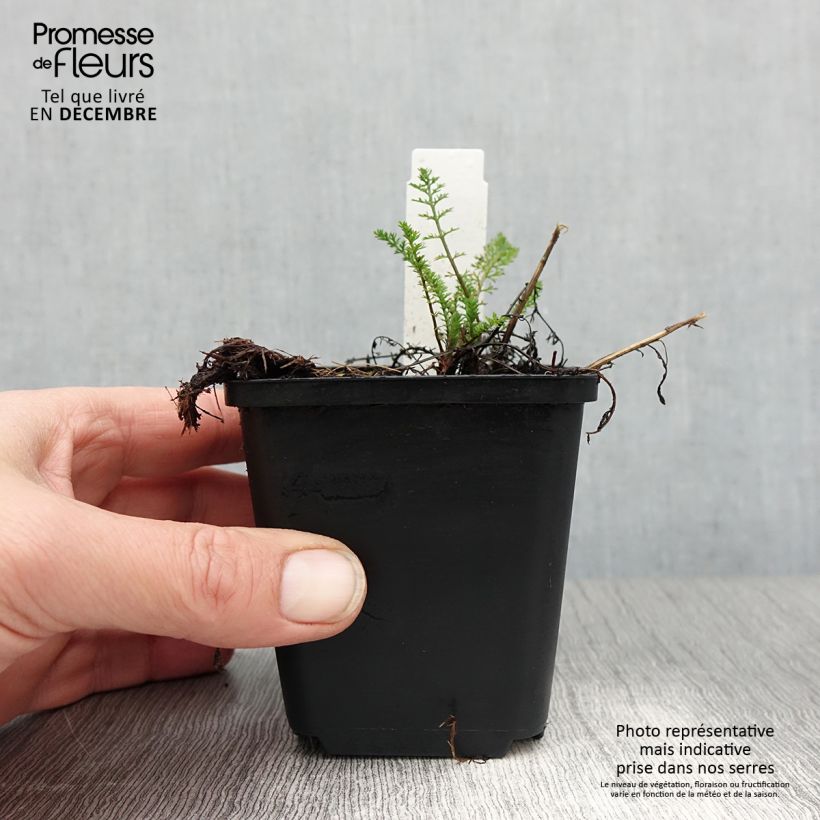 Exemplar von Achillea millefolium Excel - Gemeine Schafgarbe Kleine Töpfe von 8/9 cm wie im Winter geliefert