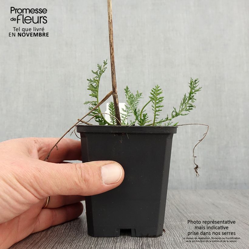 Example of Achillea millefolium Feuerland - Gemeine Schafgarbe Kleine Töpfe von 8/9 cm as you get in automne