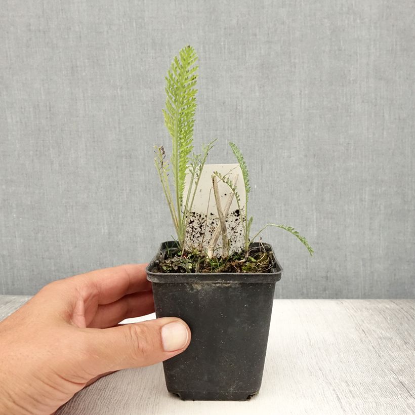 Exemplar von Achillea millefolium Feuerland - Gemeine Schafgarbe Kleine Töpfe von 8/9 cm wie im Sommer geliefert