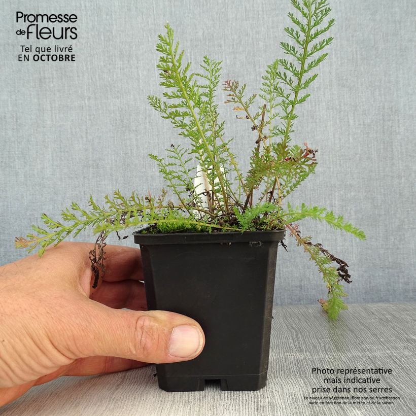Example of Achillea millefolium Lilac Beauty - Gemeine Schafgarbe Kleine Töpfe von 8/9 cm as you get in automne