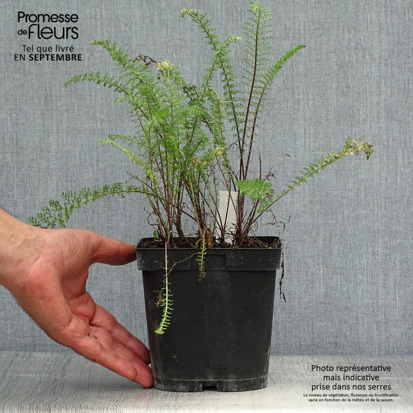 Example of Achillea millefolium Paprika - Gemeine Schafgarbe Topf mit 2L/3L as you get in automne
