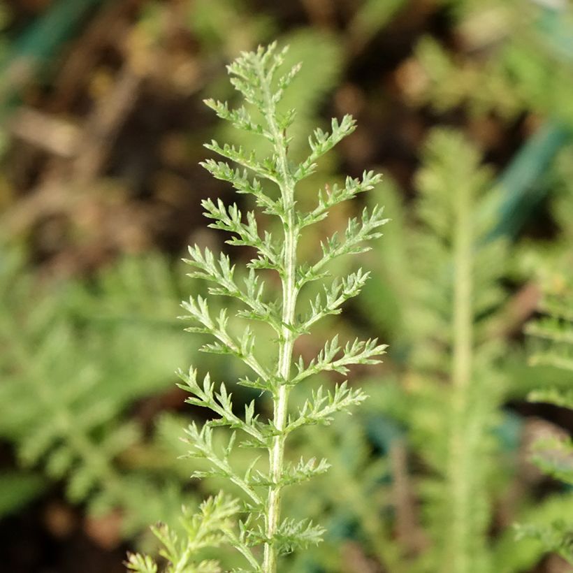 Achillea millefolium Peachy Seduction - Gemeine Schafgarbe (Foliage)