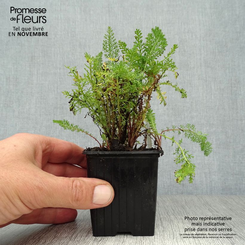 Example of Achillea millefolium Pomegranate - Gemeine Schafgarbe Kleine Töpfe von 7/8 cm as you get in automne