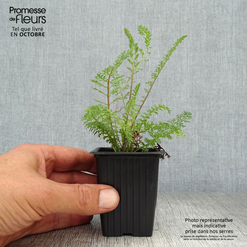 Example of Achillea millefolium Summer Pastel - Gemeine Schafgarbe Kleine Töpfe von 7/8 cm as you get in automne