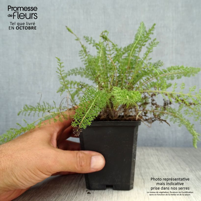 Example of Achillea millefolium Summerwine - Gemeine Schafgarbe Kleine Töpfe von 8/9 cm as you get in automne