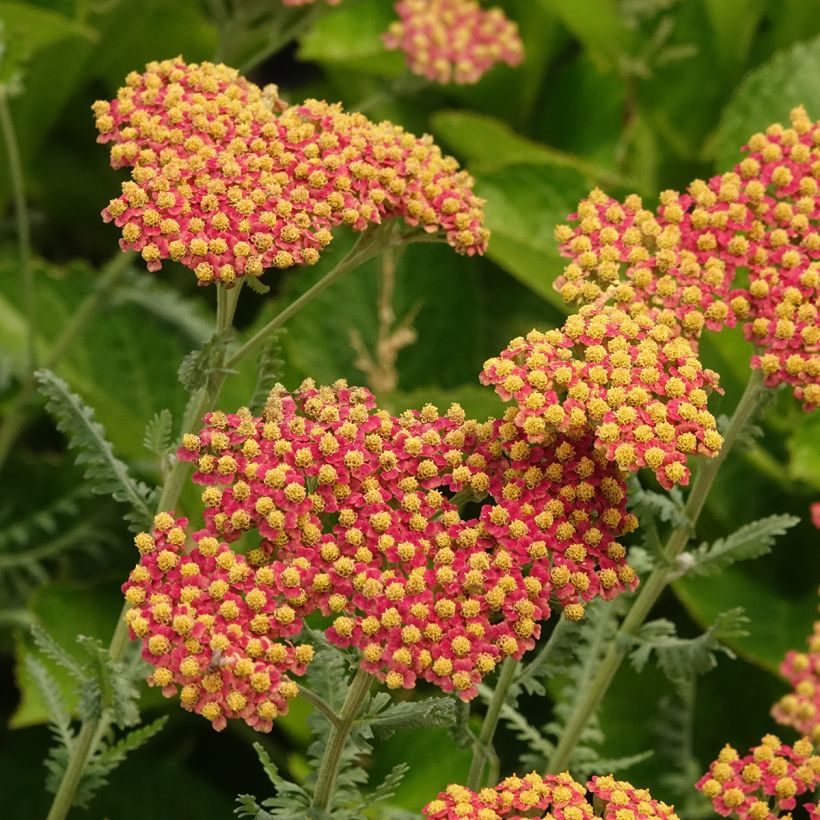 Achillea millefolium Terracotta - Gemeine Schafgarbe (Blüte)