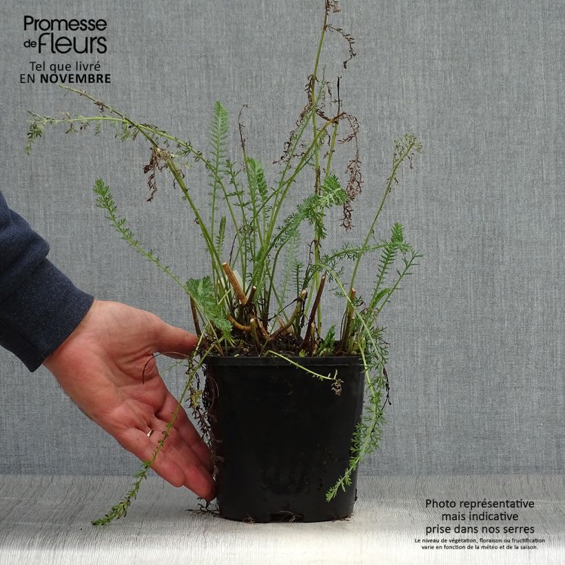 Example of Achillea millefolium Terracotta - Gemeine Schafgarbe Topf mit 2L/3L as you get in automne