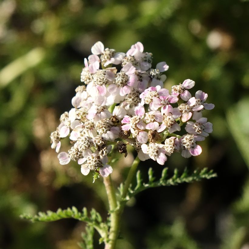 Achillea millefolium Wonderful Wampee - Gemeine Schafgarbe (Flowering)