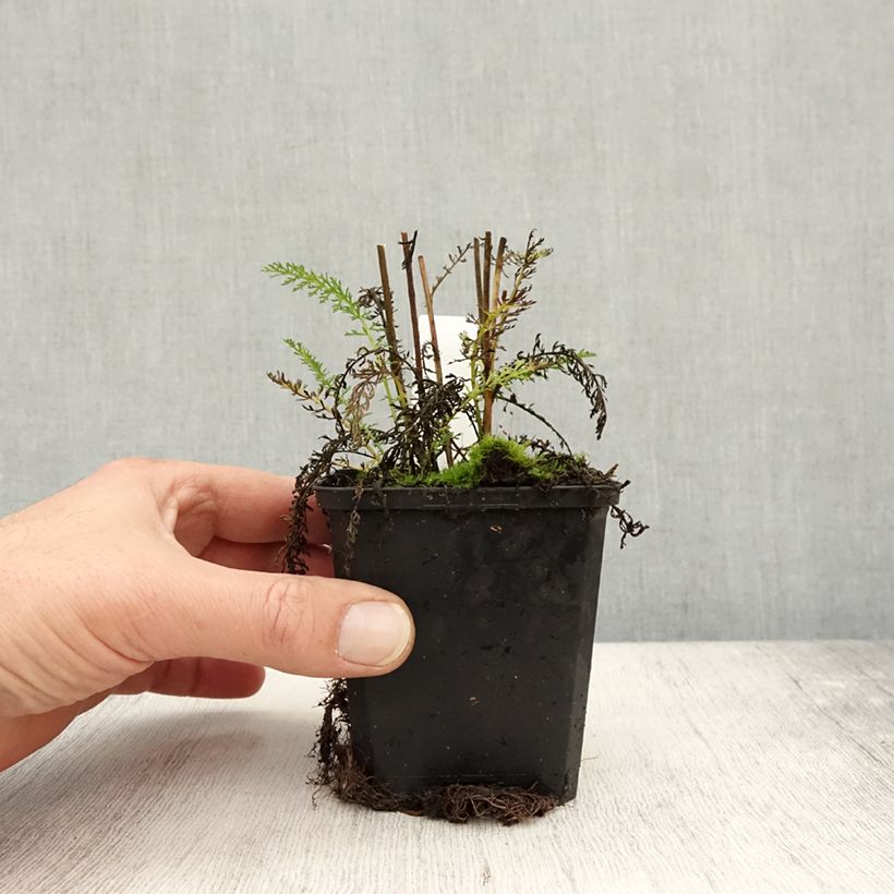 Example of Achillea millefolium Wonderful Wampee - Gemeine Schafgarbe Kleine Töpfe von 8/9 cm as you get in automne