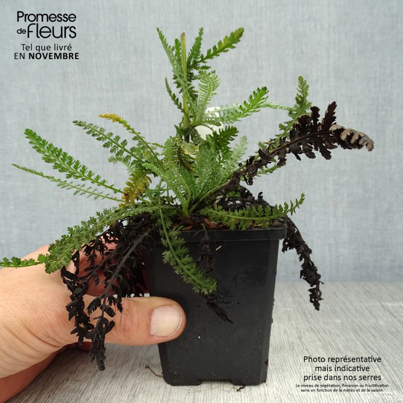 Example of Achillea Moonshine - Filzige Schafgarbe Kleine Töpfe von 8/9 cm as you get in automne