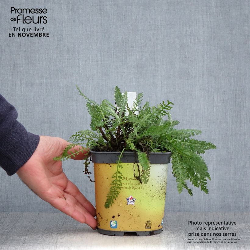 Example of Achillea Moonshine - Filzige Schafgarbe Topf mit 2L/3L as you get in automne
