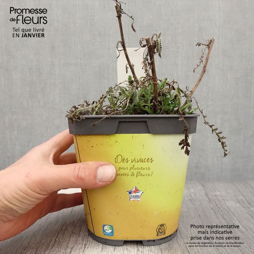 Exemplar von Achillea Moonshine - Filzige Schafgarbe Topf mit 2L/3L wie im Winter geliefert