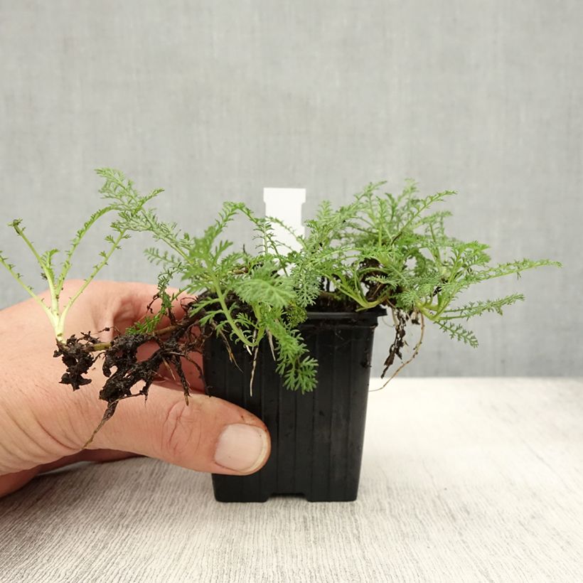 Example of Achillea odorata - Duftende Schafgarbe Kleine Töpfe von 8/9 cm as you get in automne
